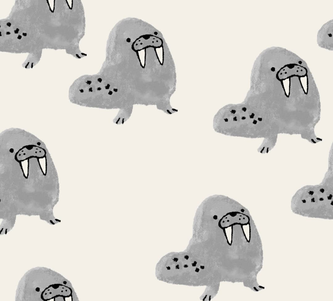 Walrus