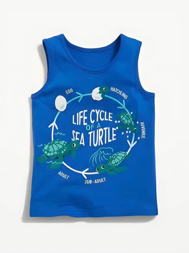Life Cycle of a Turtle