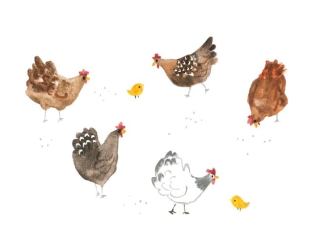 Farm Chickens
